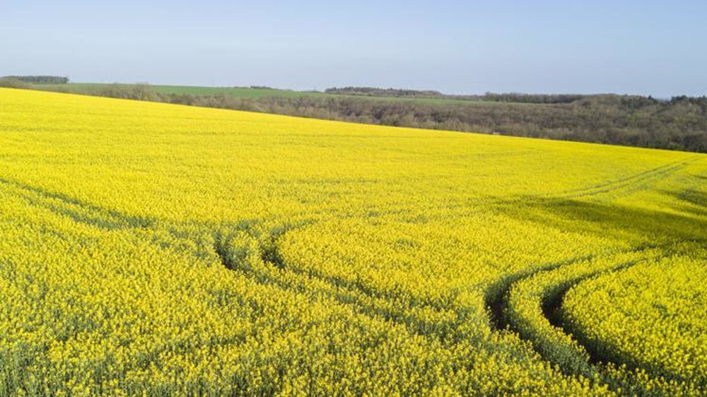 L’Anses recommande la mise en place d’un suivi des variétés rendues tolérantes aux herbicides par sélection variétale classique ou par mutagénèse aléatoire. © C. Faimali/GFA