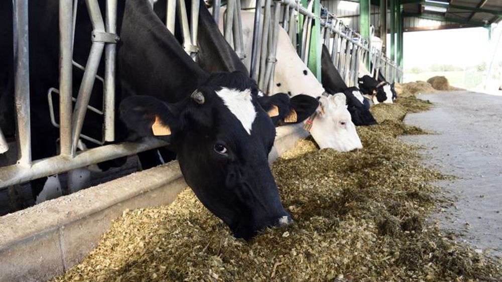 « Avec 75 % des ensilages présentant une teneur en amidon dégradable inférieure à 280 g/kg de MS, les maïs de 2019 sont peu acidogènes », estime Hugues Chauveau, zootechnicien chez Arvalis. © Cédric Faimali/GFA