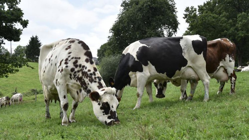 © Cédric Faimali/GFA