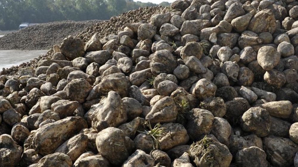 La dernière récolte destinée à l’usine du Bourdon en Auvergne, s’achèvera le 10 décembre 2019. © C. Faimali/GFA