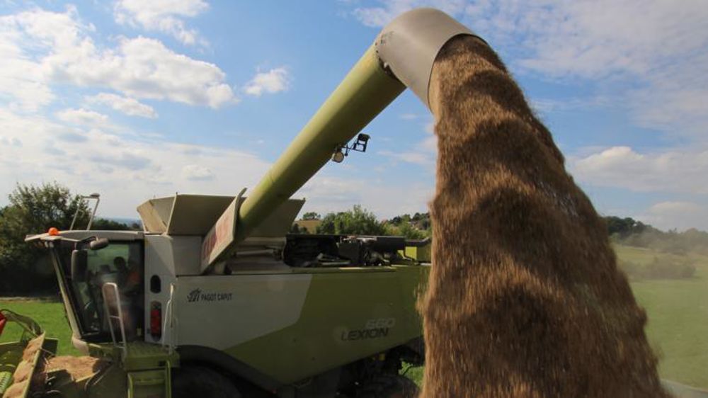 L’indice des prix du blé tendre plonge de 13 % en octobre 2019 sur un an et celui de l’orge de 23,7 %, selon les derniers chiffres du ministère de l’Agriculture. © P. Peeters/GFA