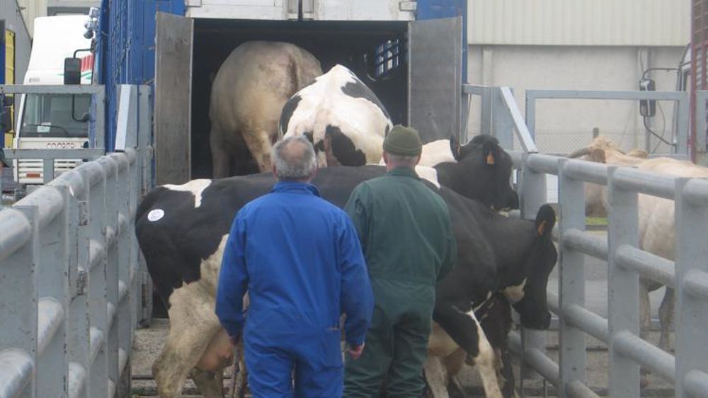 Les abattages de vaches se sont repliés en octobre par rapport à leur niveau de 2018. © Éric Roussel/GFA