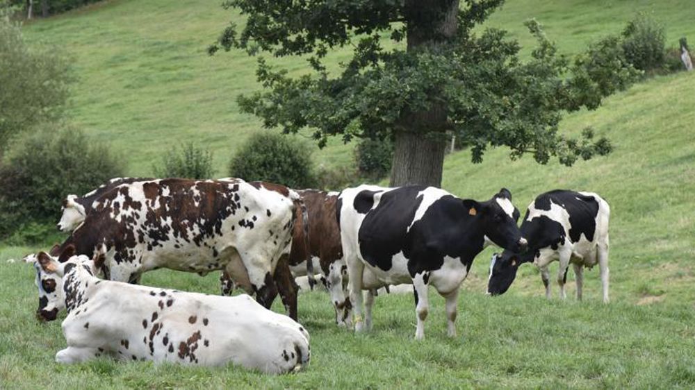 Faisant suite à l’incendie de l’usine Lubrizol, l’Agence de sécurité sanitaire des aliments préconise de poursuivre les prélèvements de denrées animales pendant un an. © C. Faimali/GFA