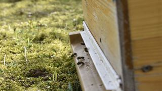 Une ruche sur trois ne passe pas l’hiver © C. Faimali/GFA Une ruche sur trois ne passe pas l’hiver © C. Faimali/GFA