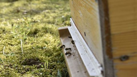 Une ruche sur trois ne passe pas l’hiver © C. Faimali/GFA Une ruche sur trois ne passe pas l’hiver © C. Faimali/GFA