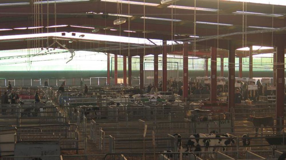 Foirail de Château-Gontier. © E. Roussel/GFA