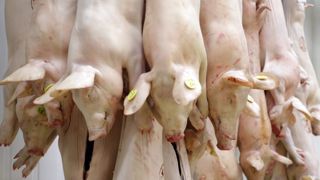En 2019, le recul de la production porcine mondiale pourrait atteindre 30 %. © Hélène Chaligne/GFA En 2019, le recul de la production porcine mondiale pourrait atteindre 30 %. © Hélène Chaligne/GFA