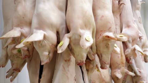 En 2019, le recul de la production porcine mondiale pourrait atteindre 30 %. © Hélène Chaligne/GFA En 2019, le recul de la production porcine mondiale pourrait atteindre 30 %. © Hélène Chaligne/GFA