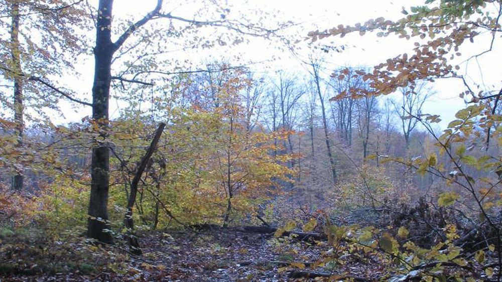 De nouvelles aides pour les parcelles à faible valeur économique : taillis, taillis sous futaie, accrus. © P. Bourdois/GFA