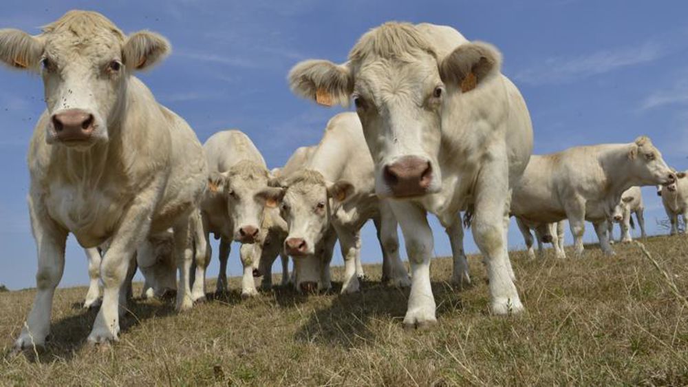 En 2019, le recul du cheptel allaitant français observé depuis la fin de 2016 s’est poursuivi. © Cédric Faimali/GFA