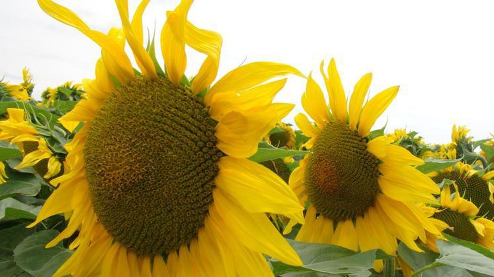 Le rendement moyen français du tournesol atteint 22 quintaux par hectare pour la récolte de 2019. © E. Roussel/GFA