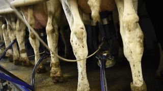 La collecte de lait de vache en France devrait s’aligner sur son niveau de l’an dernier, selon le Cniel. © C. Faimali/GFA La collecte de lait de vache en France devrait s’aligner sur son niveau de l’an dernier, selon le Cniel. © C. Faimali/GFA