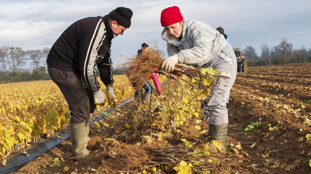 L’agriculture est le premier employeur de saisonniers en France. © Jean-Michel Nossant