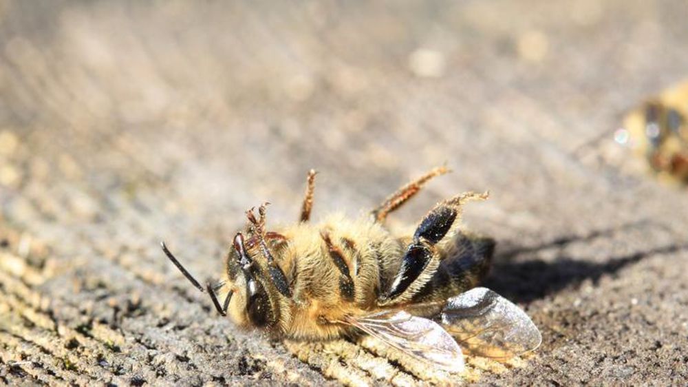 La Direction générale de l’alimentation a dressé un premier bilan de l’Observatoire des mortalités et des affaiblissements de l’abeille mellifère. © Pixabay