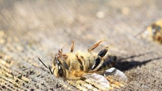 La Direction générale de l’alimentation a dressé un premier bilan de l’Observatoire des mortalités et des affaiblissements de l’abeille mellifère. © Pixabay La Direction générale de l’alimentation a dressé un premier bilan de l’Observatoire des mortalités et des affaiblissements de l’abeille mellifère. © Pixabay