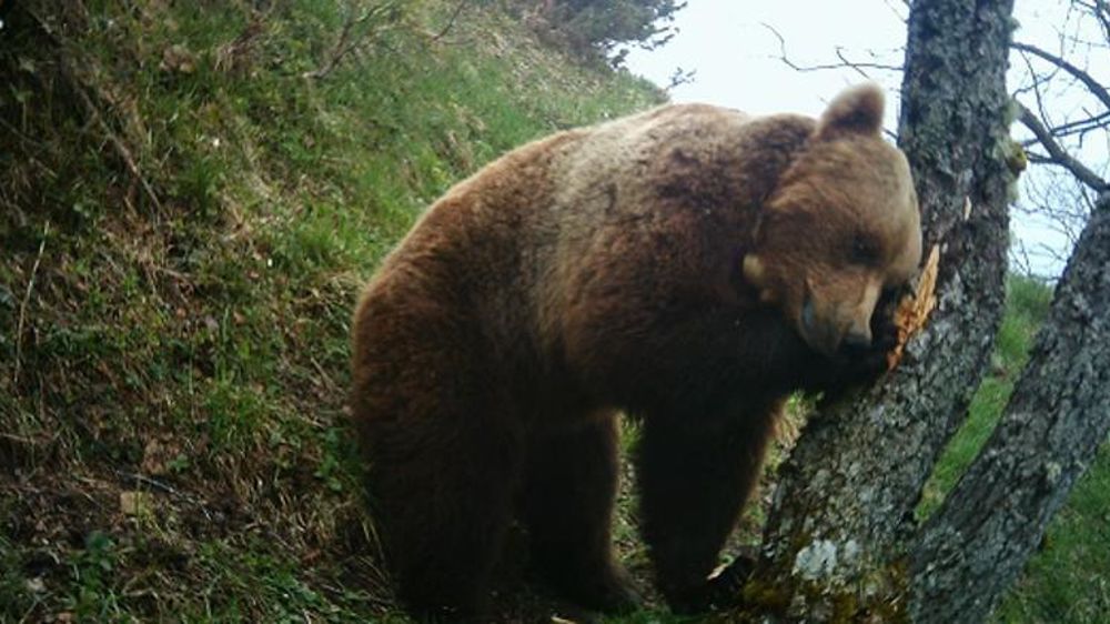 © ONCFS/Réseau ours brun