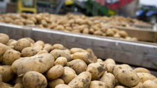 La production française de pommes de terre se redresserait de 6 % en 2019, après une année 2018 marquée par une baisse des rendements. © J. Chabanne La production française de pommes de terre se redresserait de 6 % en 2019, après une année 2018 marquée par une baisse des rendements. © J. Chabanne
