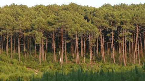 © Wikipédia