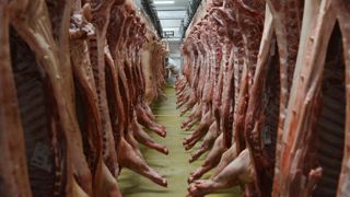Pour la Fédération nationale porcine (FNP), le prix du porc français « ne décolle pas ». © Cédric Faimali/GFA Pour la Fédération nationale porcine (FNP), le prix du porc français « ne décolle pas ». © Cédric Faimali/GFA