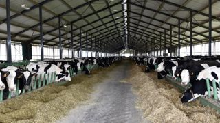 L’avocat de la ferme des 1 000 vaches a annoncé le pourvoi en cassation de son client après la décision de la cour administrative d’appel de Douai. © C. Faimali/GFA L’avocat de la ferme des 1 000 vaches a annoncé le pourvoi en cassation de son client après la décision de la cour administrative d’appel de Douai. © C. Faimali/GFA