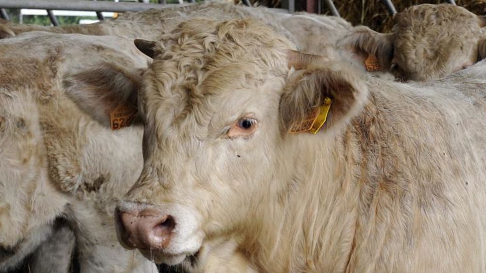 Photo d’illustration. © C. Faimali/GFA