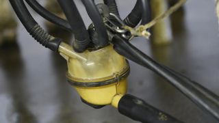 Les livraisons de lait de vache ont augmenté de 1,4 % en octobre 2019 par rapport à 2018. @ C. Faimali/GFA Les livraisons de lait de vache ont augmenté de 1,4 % en octobre 2019 par rapport à 2018. @ C. Faimali/GFA
