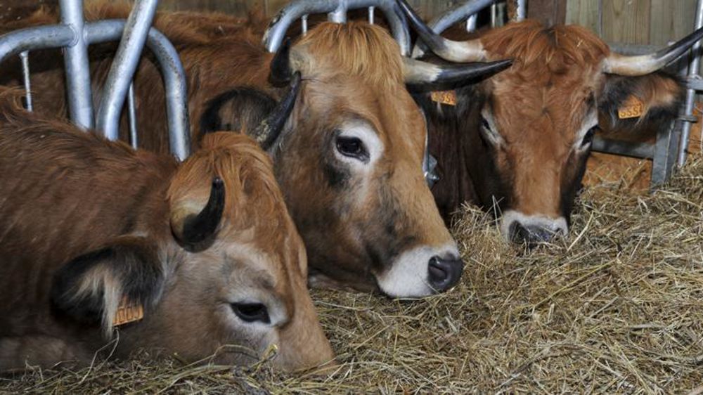 La Fédération du commerce coopératif et associé, dont E. Leclerc et Intermarché sont membres, rejoint les familles membres d’Interbev. © C. Faimali/GFA