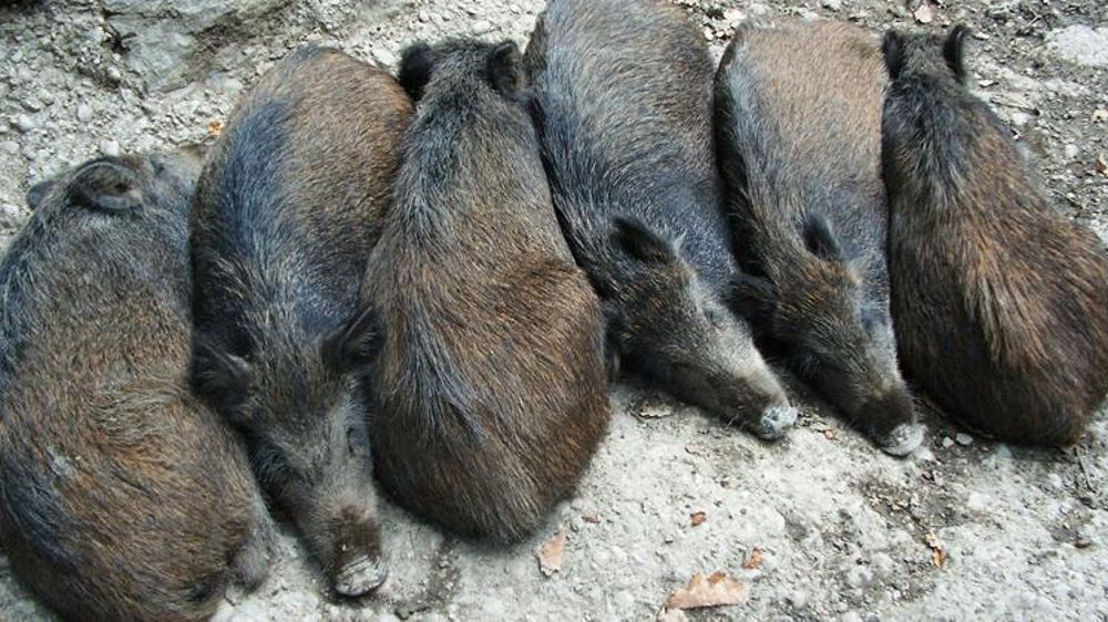 Les mesures de prévention et de surveillance concernant la peste porcine africaine, à mettre en place en matière de chasse et d’activité forestière et dans les exploitations de suidés dans le périmètre d’intervention, sont réajustées. © Pixabay