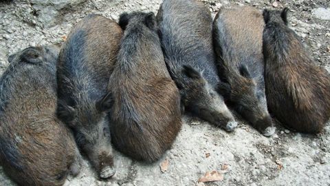 Les mesures de prévention et de surveillance concernant la peste porcine africaine, à mettre en place en matière de chasse et d’activité forestière et dans les exploitations de suidés dans le périmètre d’intervention, sont réajustées. © Pixabay Les mesures de prévention et de surveillance concernant la peste porcine africaine, à mettre en place en matière de chasse et d’activité forestière et dans les exploitations de suidés dans le périmètre d’intervention, sont réajustées. © Pixabay