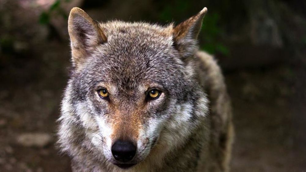 L’arrêté soumis à consultation publique propose de reconduire le quota de prélèvement de 100 loups en 2020 pour protéger les troupeaux. © Pixabay