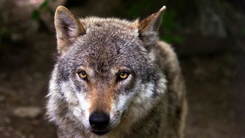 L’arrêté soumis à consultation publique propose de reconduire le quota de prélèvement de 100 loups en 2020 pour protéger les troupeaux. © Pixabay L’arrêté soumis à consultation publique propose de reconduire le quota de prélèvement de 100 loups en 2020 pour protéger les troupeaux. © Pixabay
