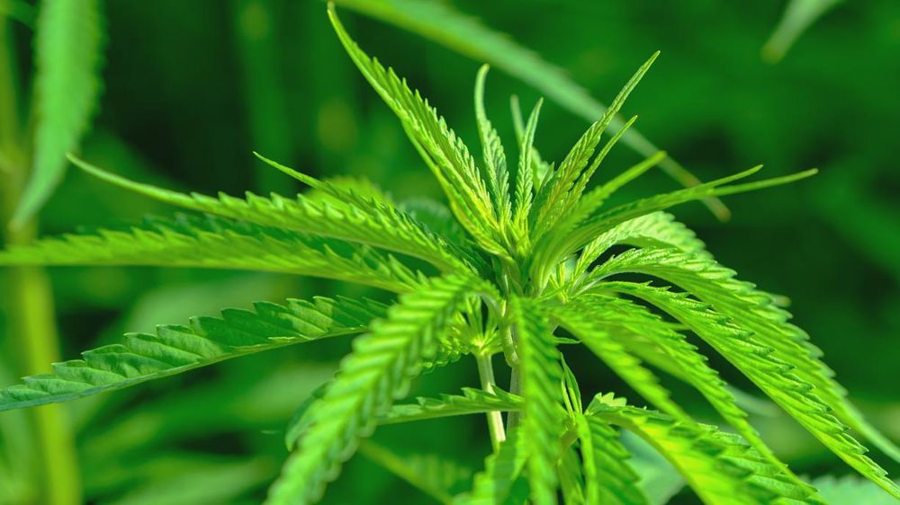 Le 13 décembre, un amendement avait été adopté au Sénat pour légaliser le cannabis light. © Pixabay