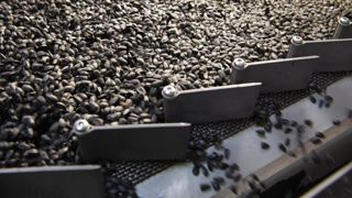 La coopérative Euralis a annoncé qu’elle allait construire une usine pour produire des semences de maïs, de tournesol et de soja en Russie, au sud de Moscou. © Euralis/L. Pascal La coopérative Euralis a annoncé qu’elle allait construire une usine pour produire des semences de maïs, de tournesol et de soja en Russie, au sud de Moscou. © Euralis/L. Pascal
