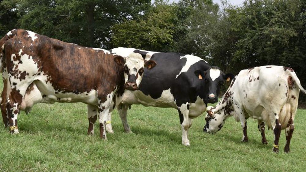 © Cédric Faimali/GFA