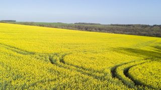 D’ici à 2030, la surface affectée au colza dans l’Union européenne reculerait au profit du soja, selon les prévisions à moyen terme de la Commission européenne. © Cédric Faimali/GFA D’ici à 2030, la surface affectée au colza dans l’Union européenne reculerait au profit du soja, selon les prévisions à moyen terme de la Commission européenne. © Cédric Faimali/GFA