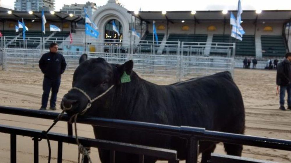 L’élevage Curaco, de la province de La Pampa, décrit Mbappé comme « un taureau de bon caractère et de bonne présentation, de taille moyenne et un angus de grande qualité ». © Twitter @EUVidayTec