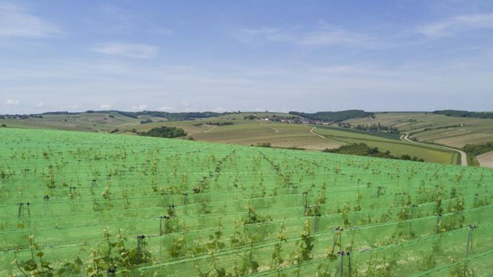 Parcelle de vigne à Chablis protégée par un filet anti-grêle. © Cédric Faimali/GFA