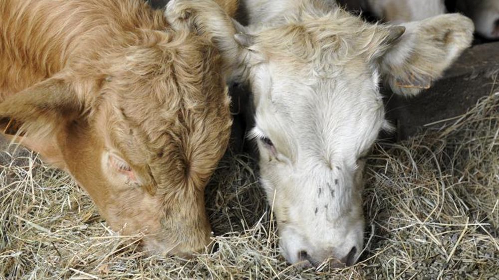 © Cédric Faimali/GFA