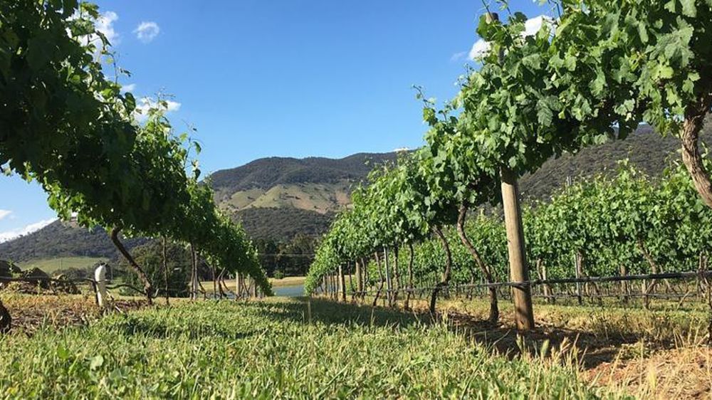 Vignoble en Australie. © Pixabay