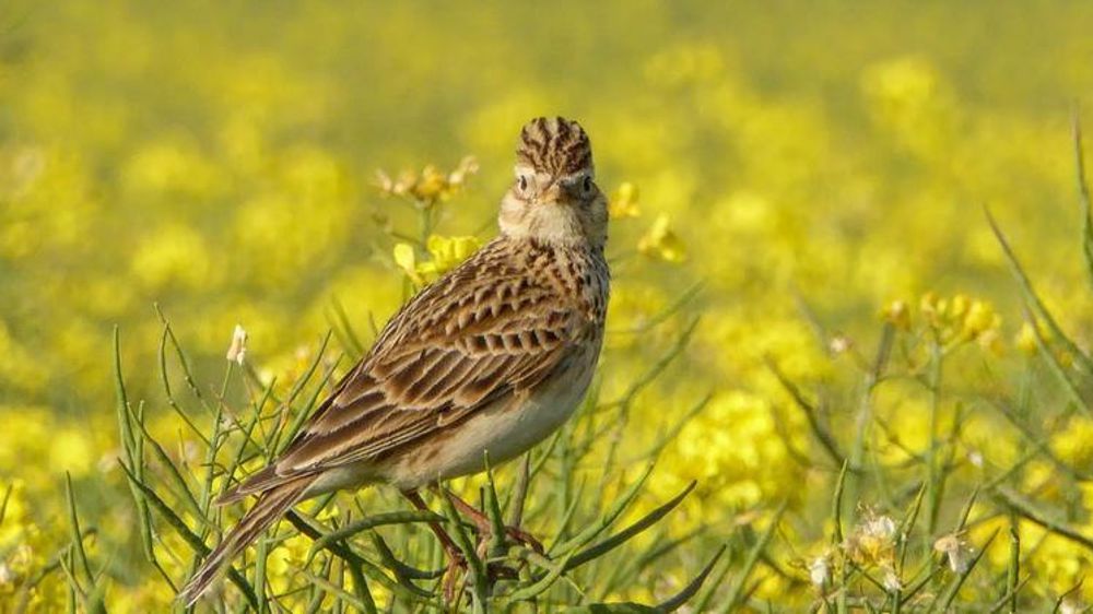 Moins de 180 000 alouettes sont prélevées chaque année lors de chasses « traditionnelles », assure la FNC.