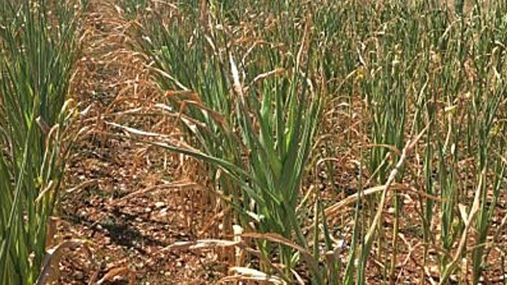 Maïs brûlé en Haute-Saône ©FDSEA70