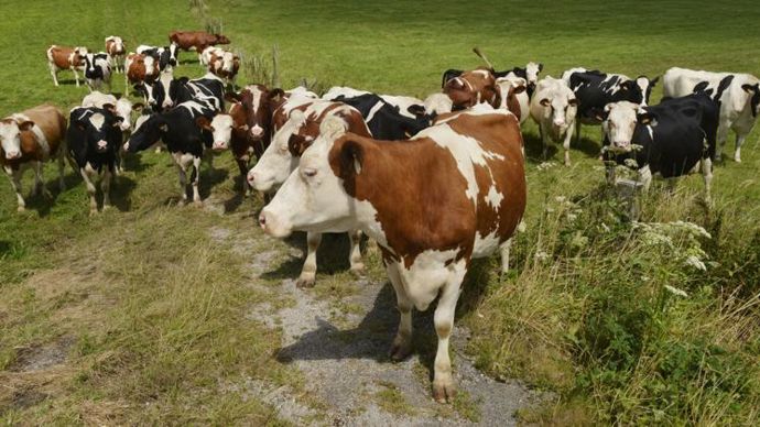 Vaches laitières : « Le croisement améliore les performances technico ...