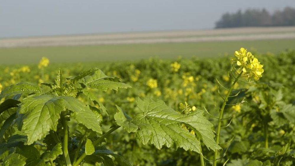 La FNSEA demande au ministre de l’Agriculture « une dérogation à l’implantation des Cipan et SIE sans préjudice sur le paiement vert ». © P. Crapon/GFA