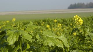 La FNSEA demande au ministre de l’Agriculture « une dérogation à l’implantation des Cipan et SIE sans préjudice sur le paiement vert ». © P. Crapon/GFA La FNSEA demande au ministre de l’Agriculture « une dérogation à l’implantation des Cipan et SIE sans préjudice sur le paiement vert ». © P. Crapon/GFA