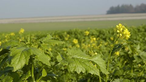 La FNSEA demande au ministre de l’Agriculture « une dérogation à l’implantation des Cipan et SIE sans préjudice sur le paiement vert ». © P. Crapon/GFA La FNSEA demande au ministre de l’Agriculture « une dérogation à l’implantation des Cipan et SIE sans préjudice sur le paiement vert ». © P. Crapon/GFA