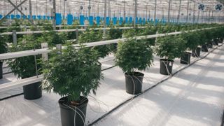 © Canopy Growth © Canopy Growth