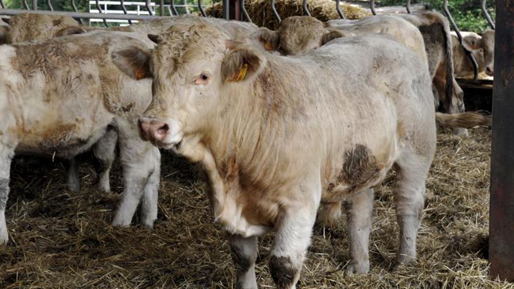 © Cédric Faimali/GFA