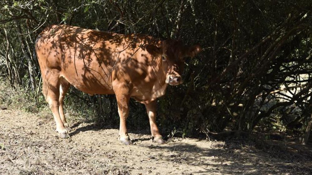 La sécheresse sévirait surtout sur la moitié Est de la France, selon le ministère de l’Agriculture. ©Cédric Faimali