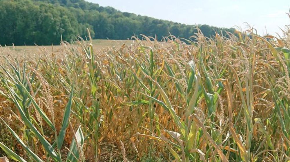 © Twitter/P. Jehan