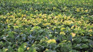 Un article autorisant les ministres chargés de l’agriculture et de la consommation à prendre des mesures de sauvegarde aux importations si des produits alimentaires importés ne respectent pas les normes requises en France a été ajouté au projet de loi. © Pierre Peeters Un article autorisant les ministres chargés de l’agriculture et de la consommation à prendre des mesures de sauvegarde aux importations si des produits alimentaires importés ne respectent pas les normes requises en France a été ajouté au projet de loi. © Pierre Peeters